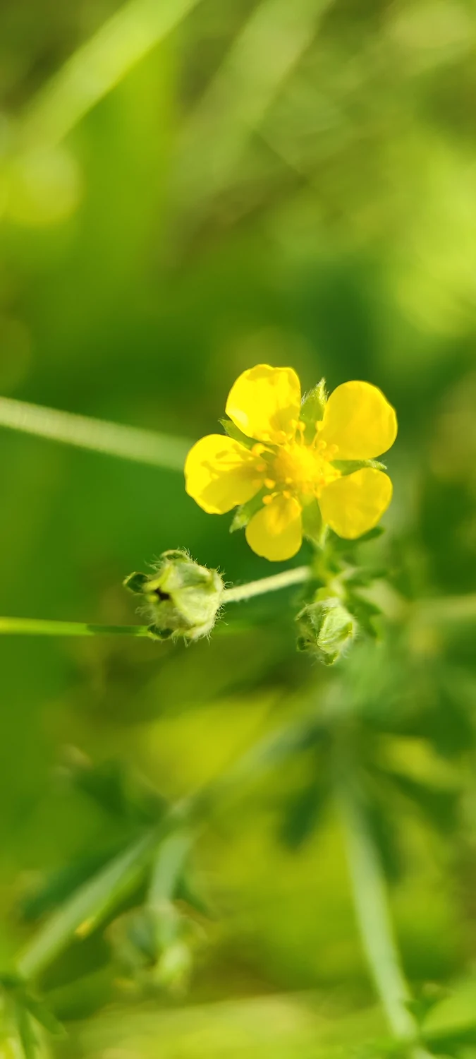 Ментальний фільтр